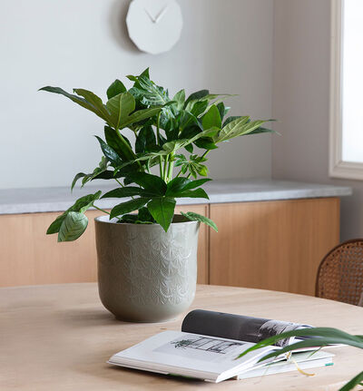 Fatsia japonica Fatsia japonica